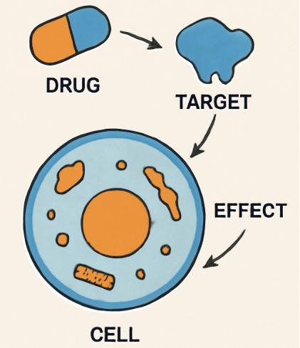 How Does Phenacetin Work in the Body?
